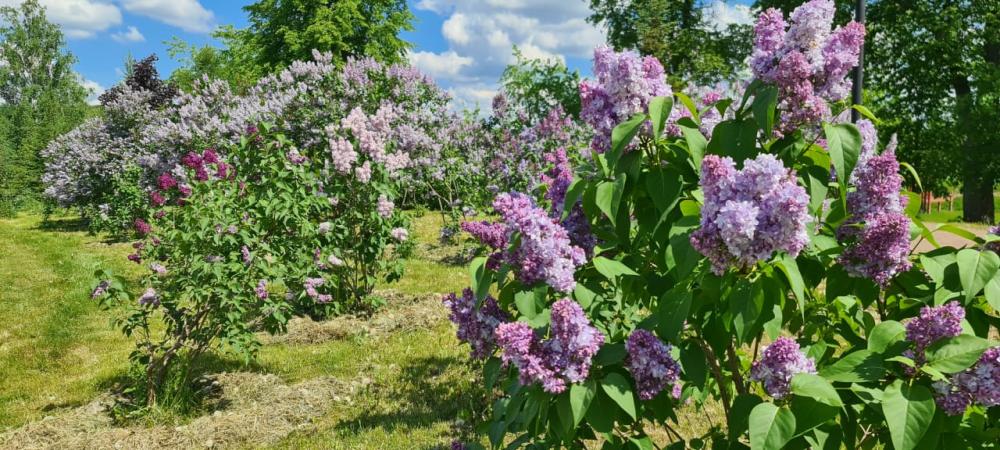 День сирени в Марьино