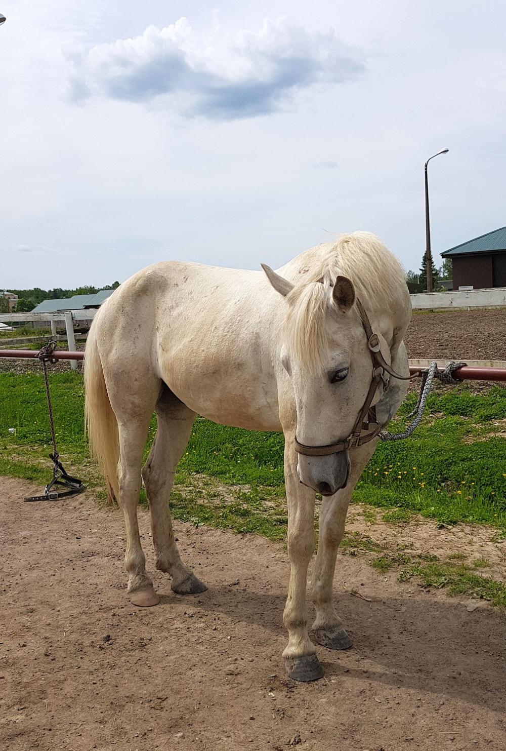 Horses