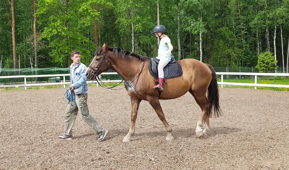 Horses