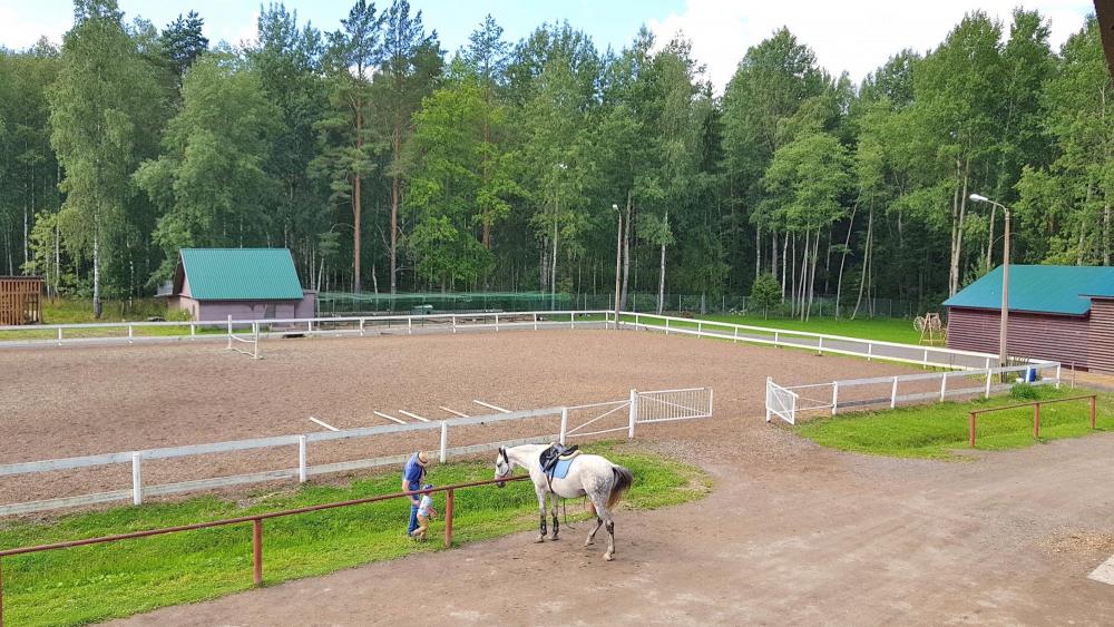 Horses