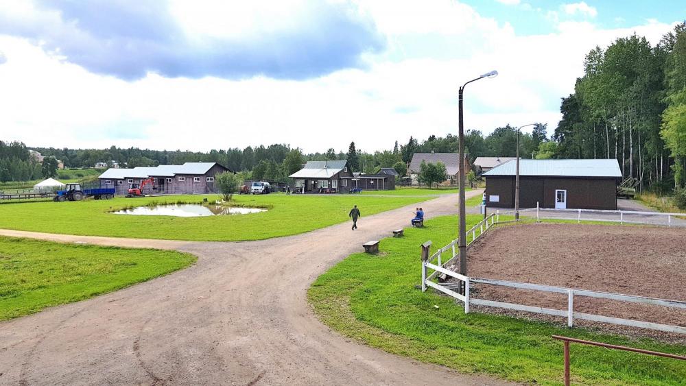 Horses