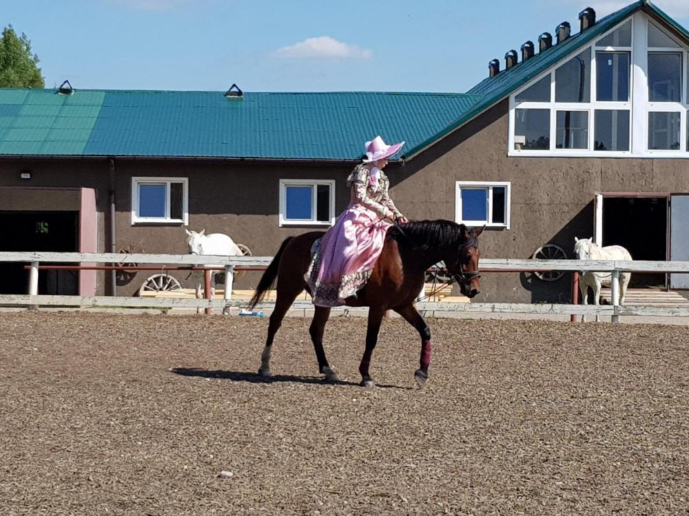 Horses
