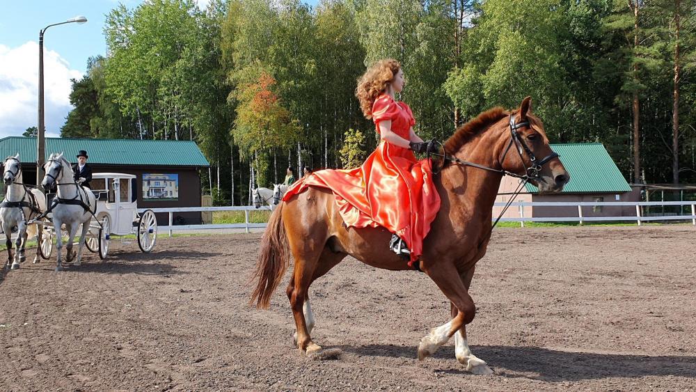 Horses