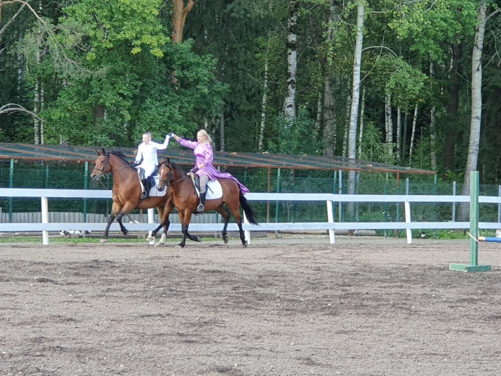 Horses