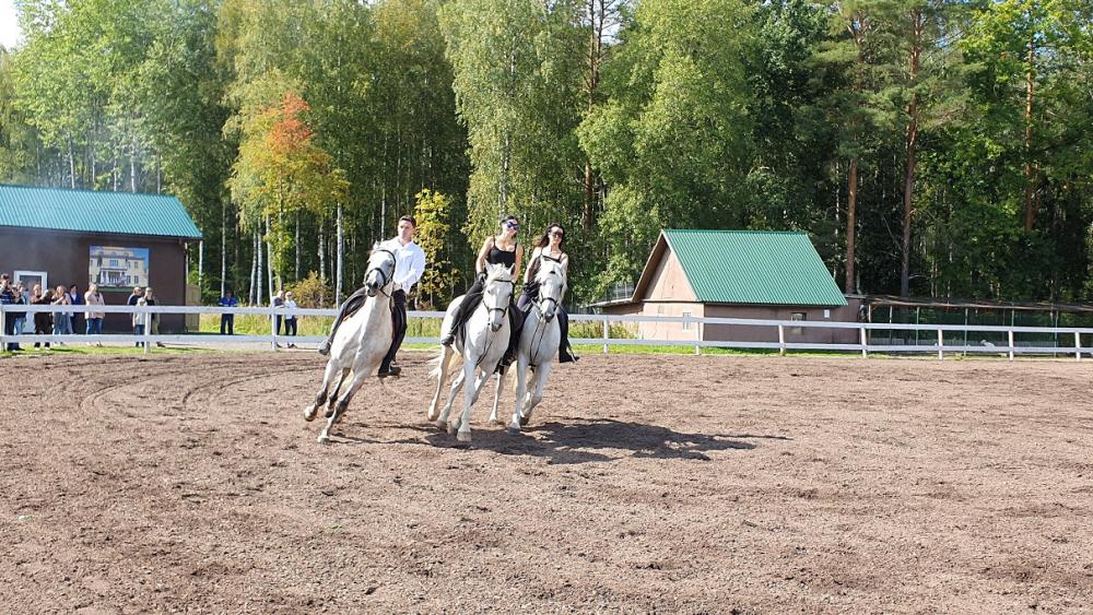 Horses