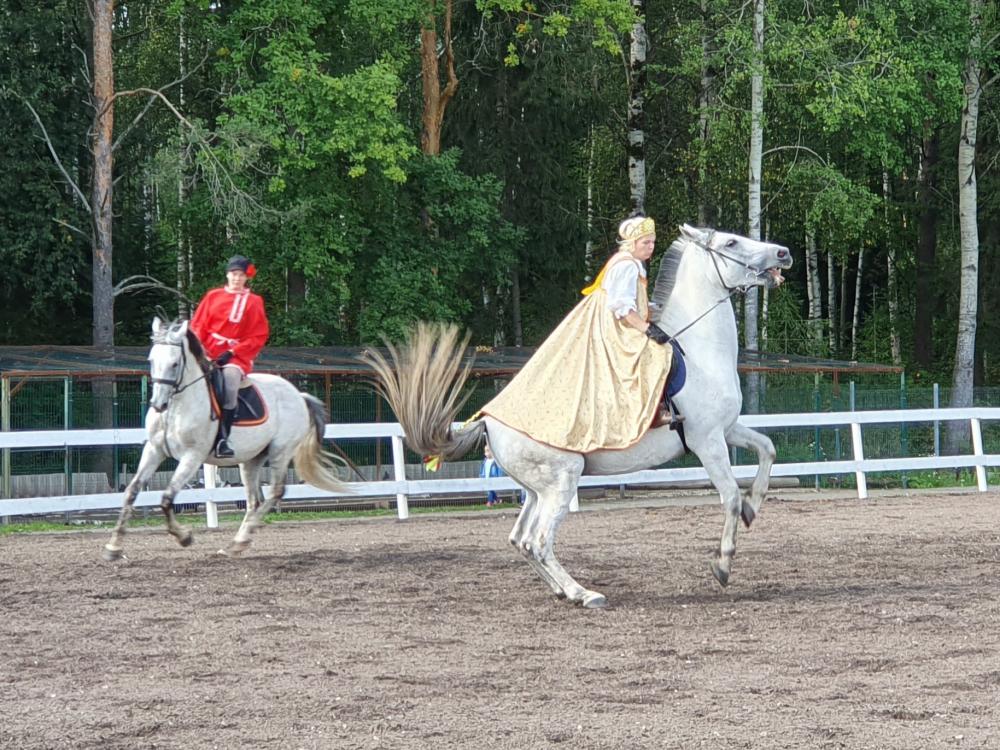 Horses