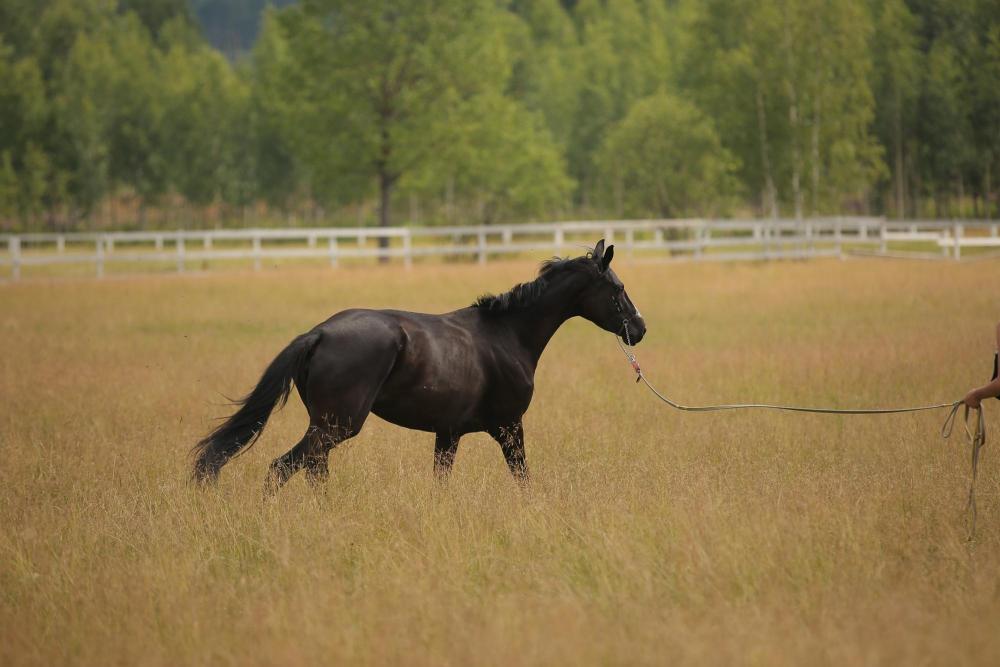 Horses