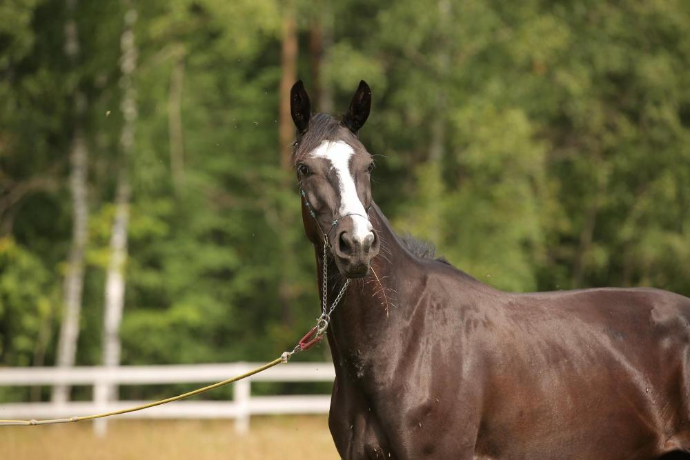 Horses