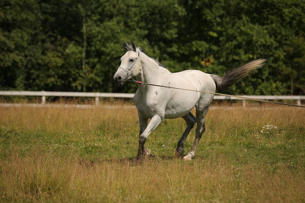 Horses
