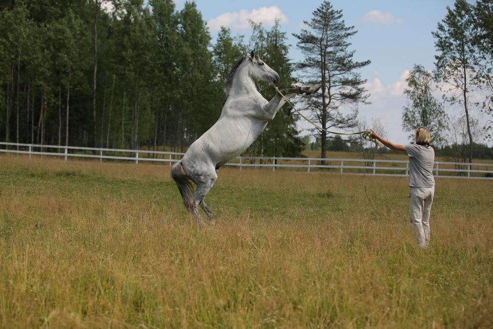Horses