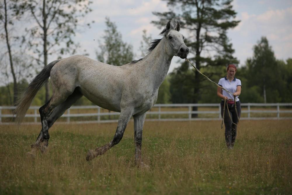 Horses