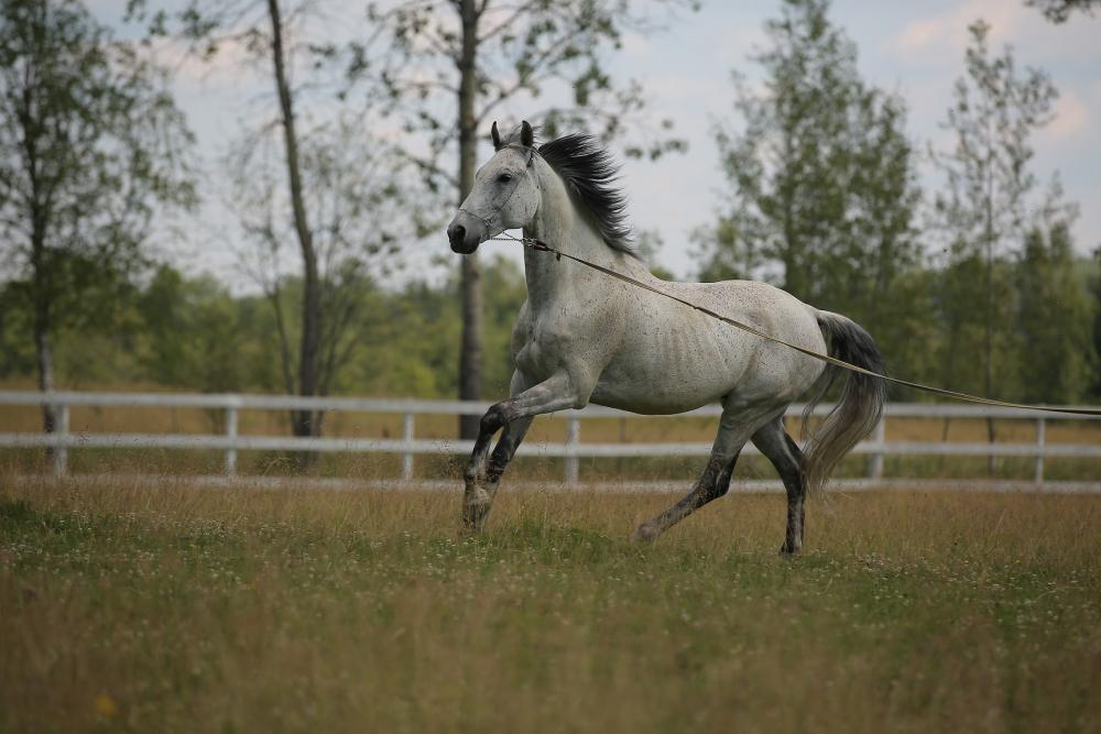 Horses