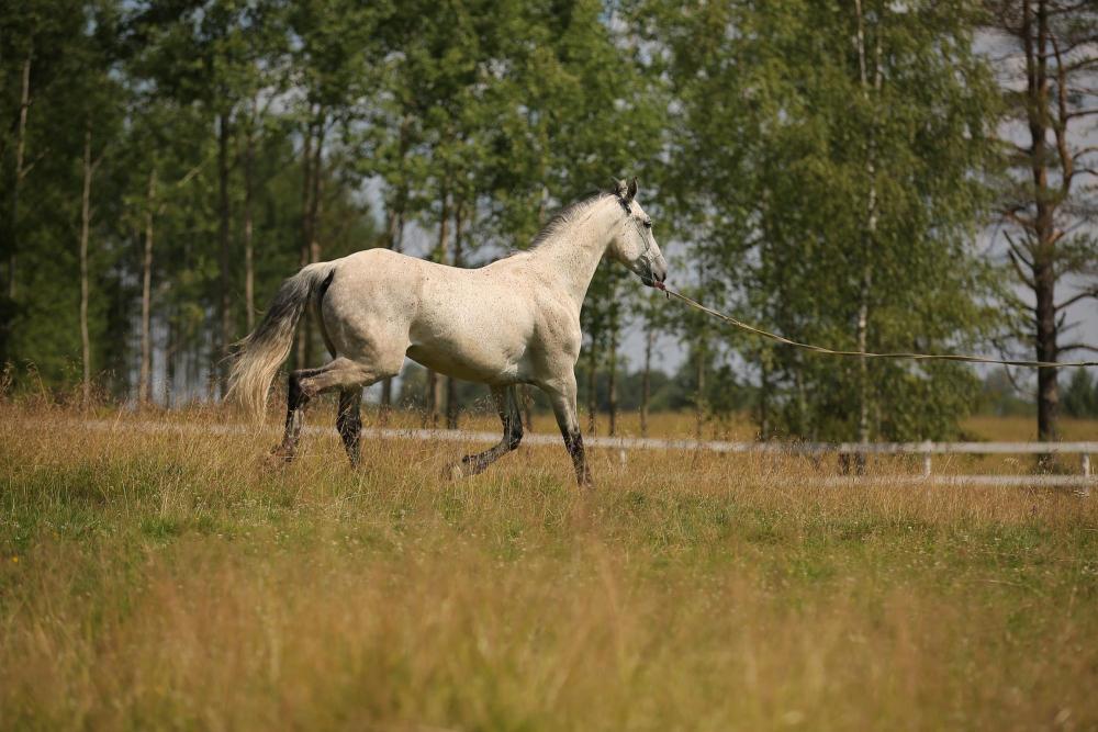 Horses