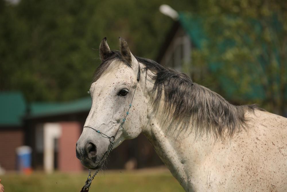 Horses