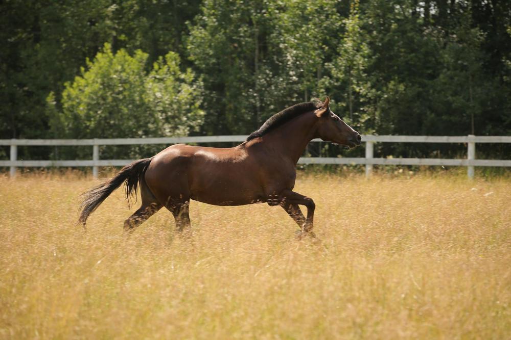 Horses