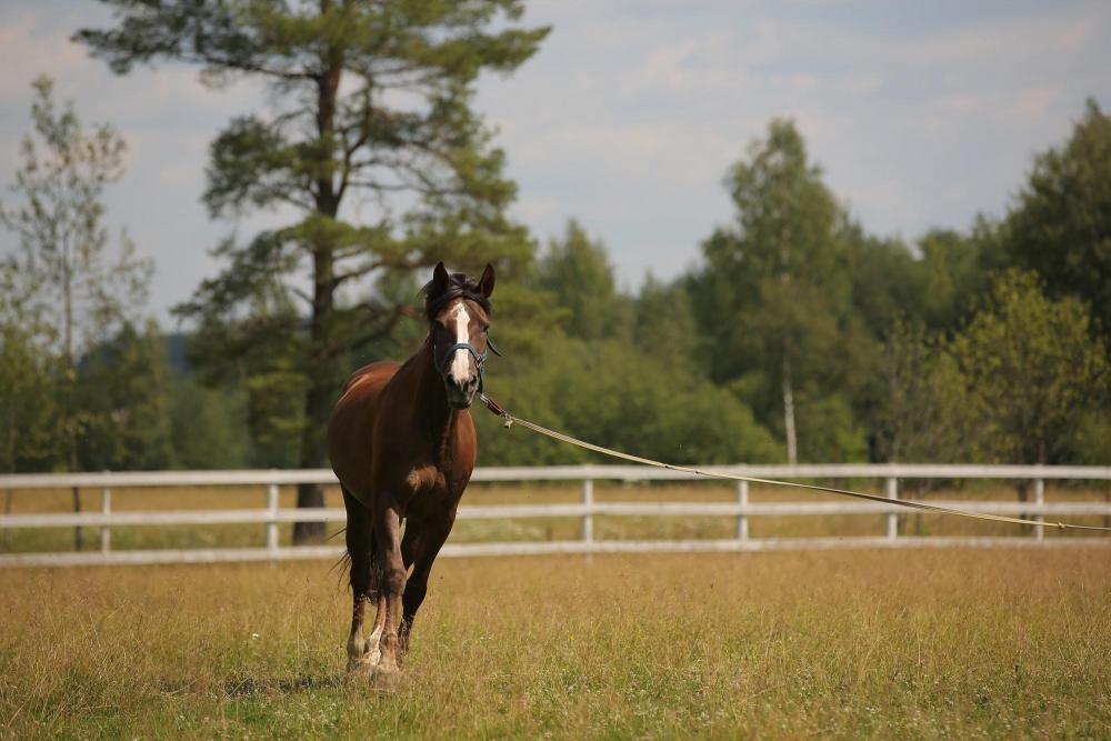 Horses