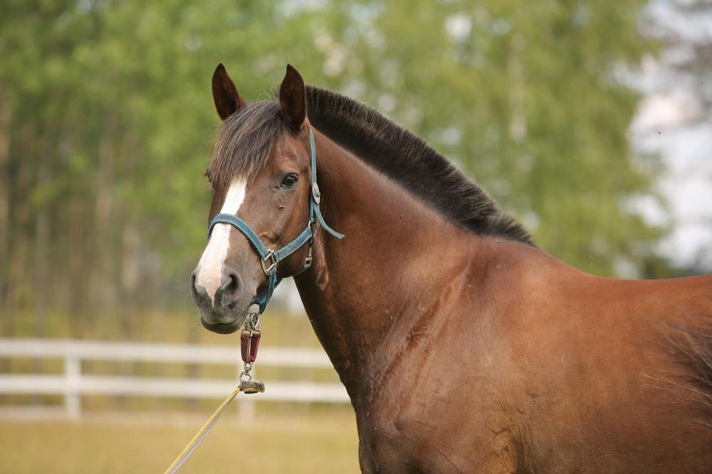 Horses