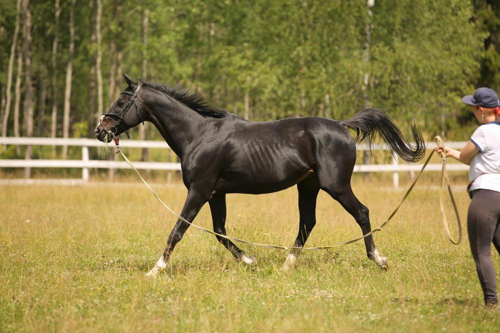 Horses