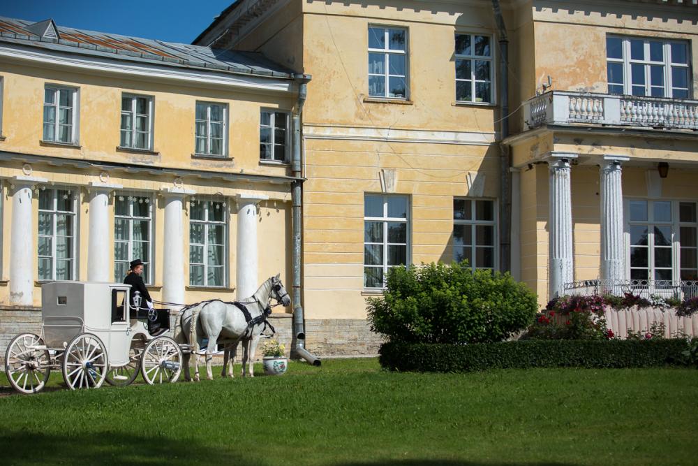 Horses