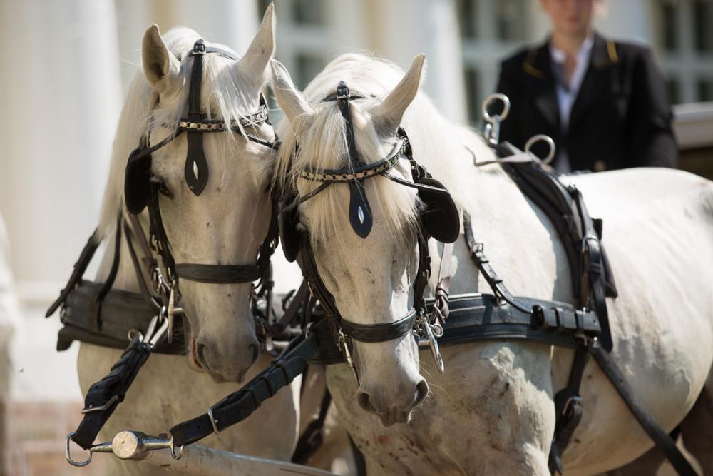 Horses