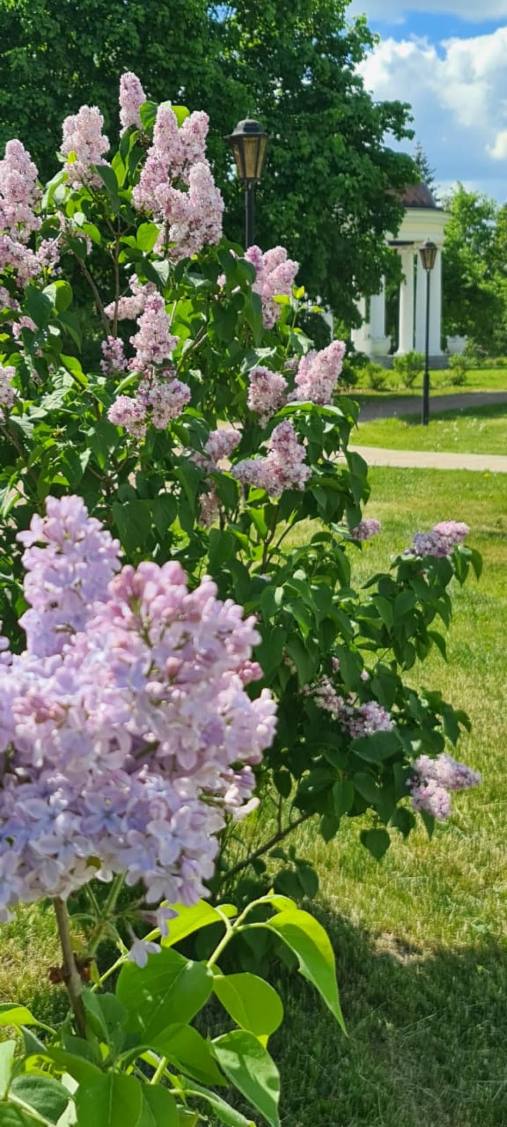 День сирени в Марьино