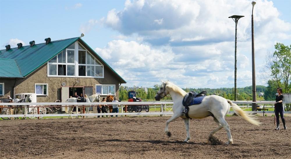 Horses