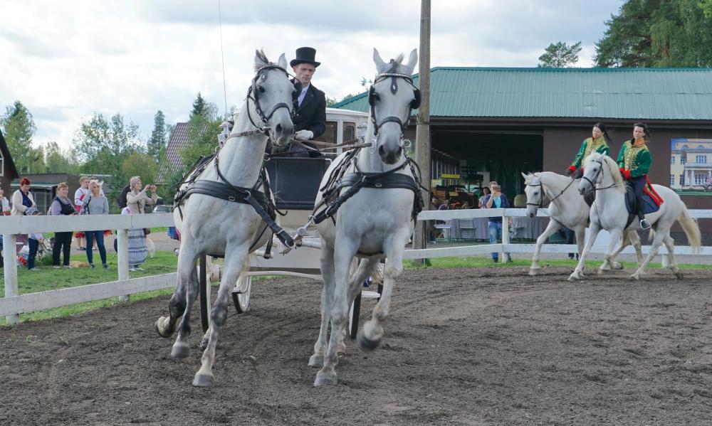 Horses