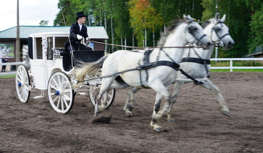 Horses