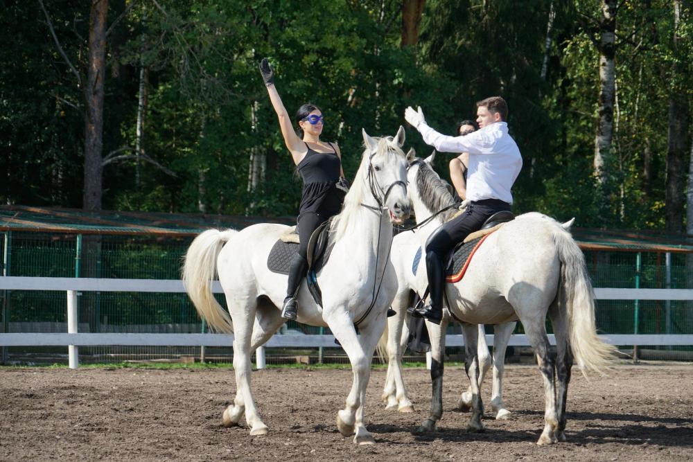 Horses