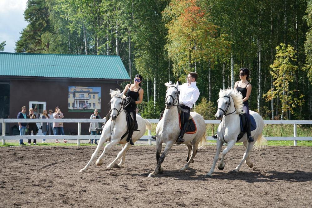 Horses