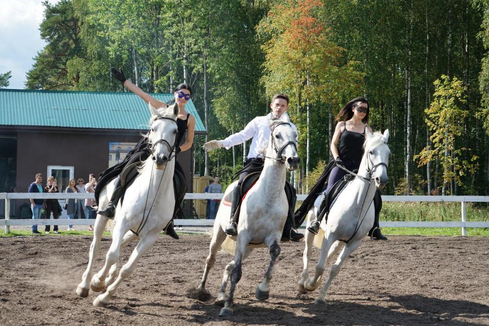 Horses