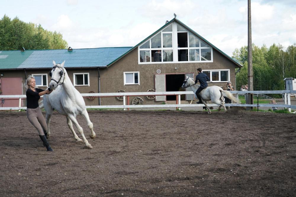 Horses