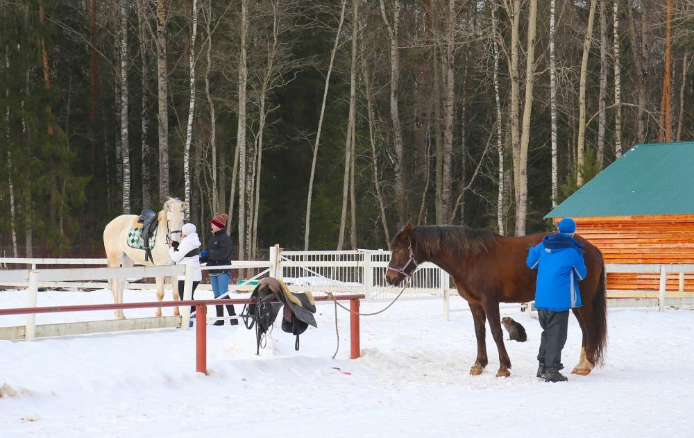 Horses