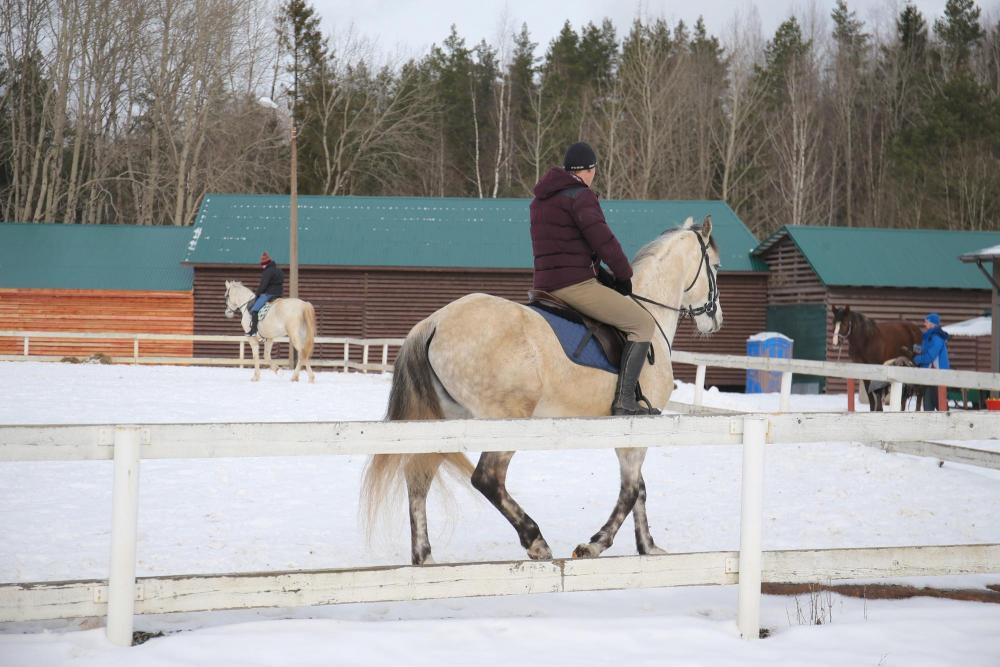 Horses