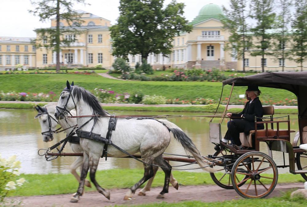 Horses
