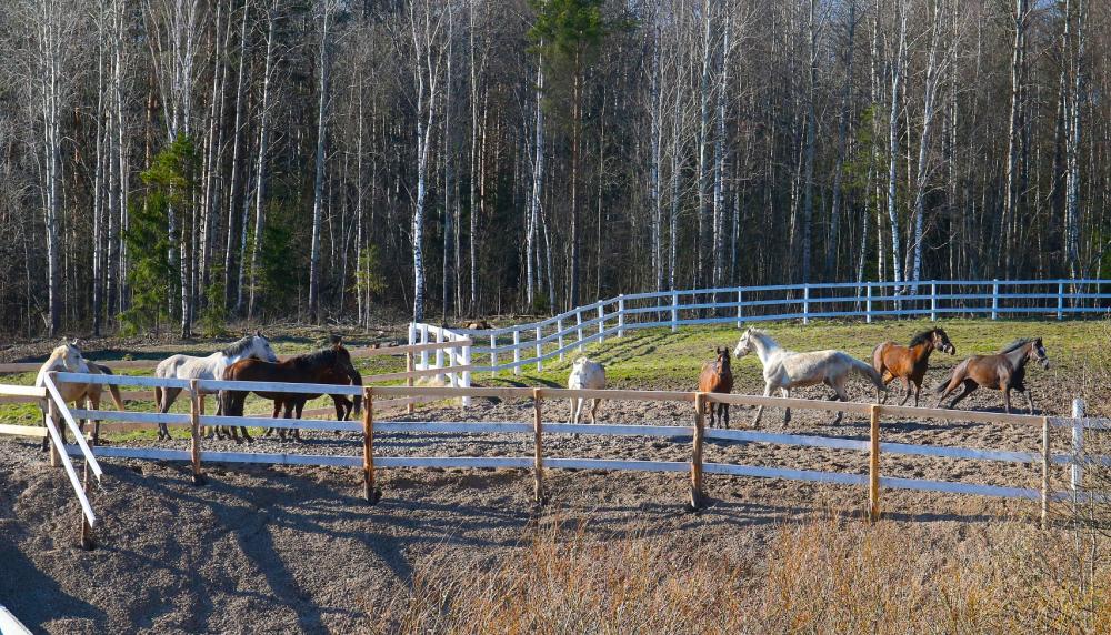 Horses