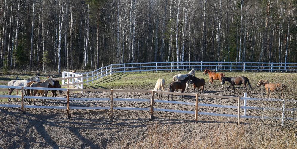 Horses
