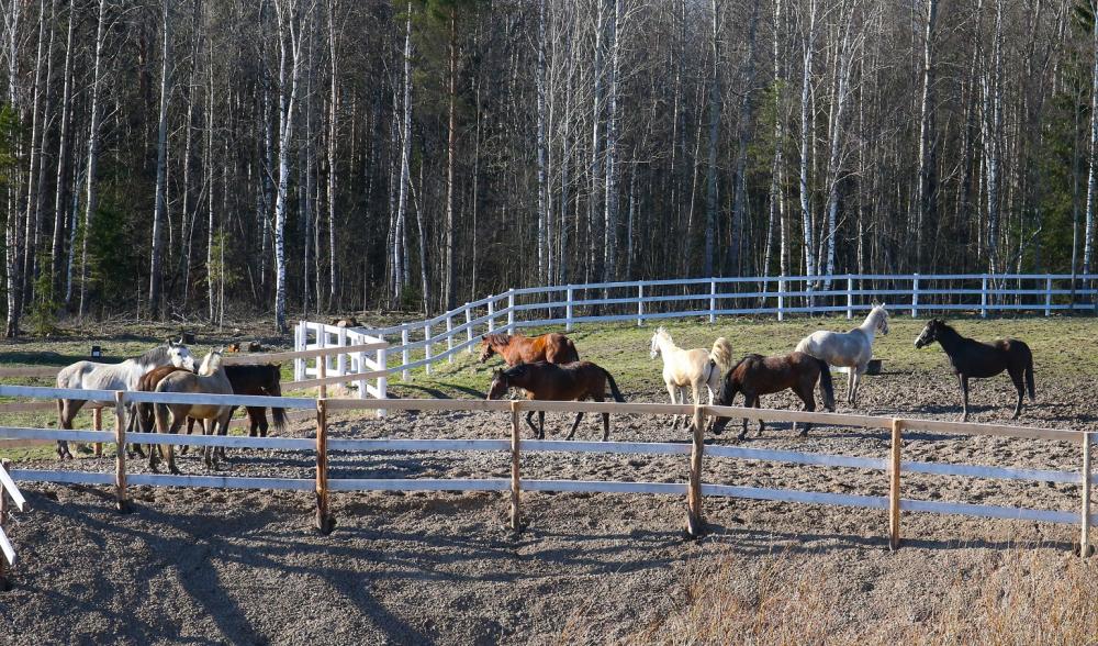 Horses