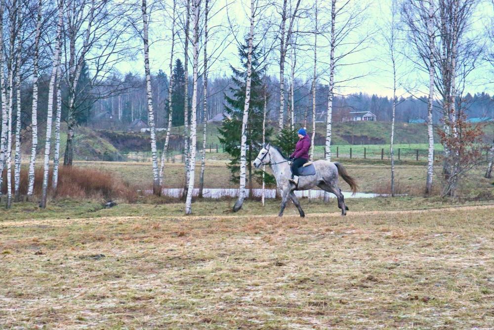 Horses