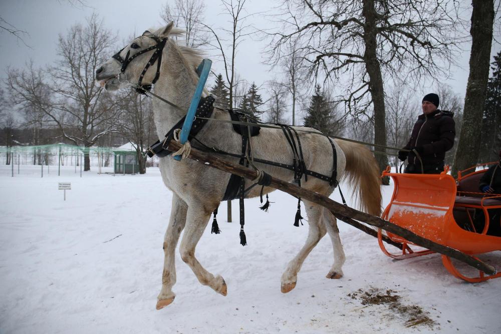 Horses