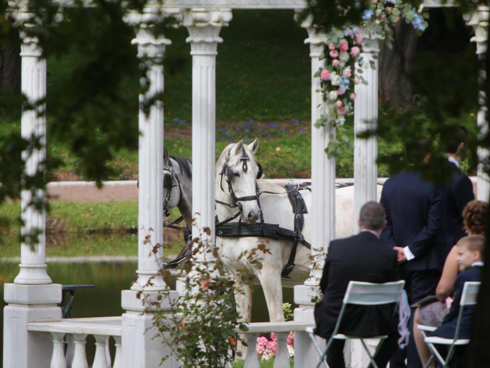 Horses