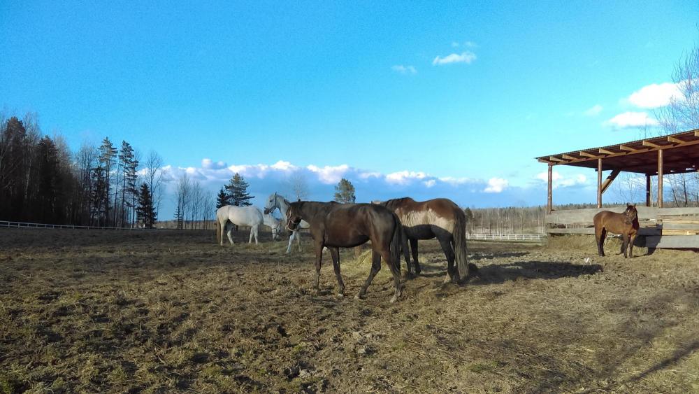 Horses