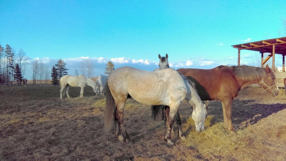 Horses