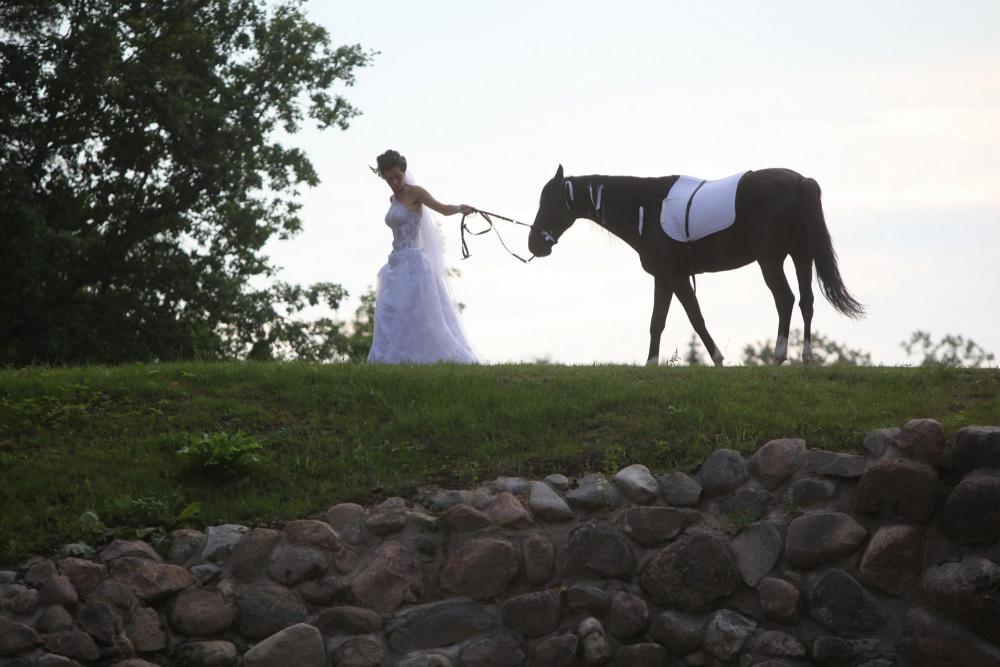 Horses