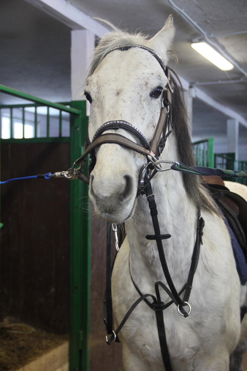 Horses