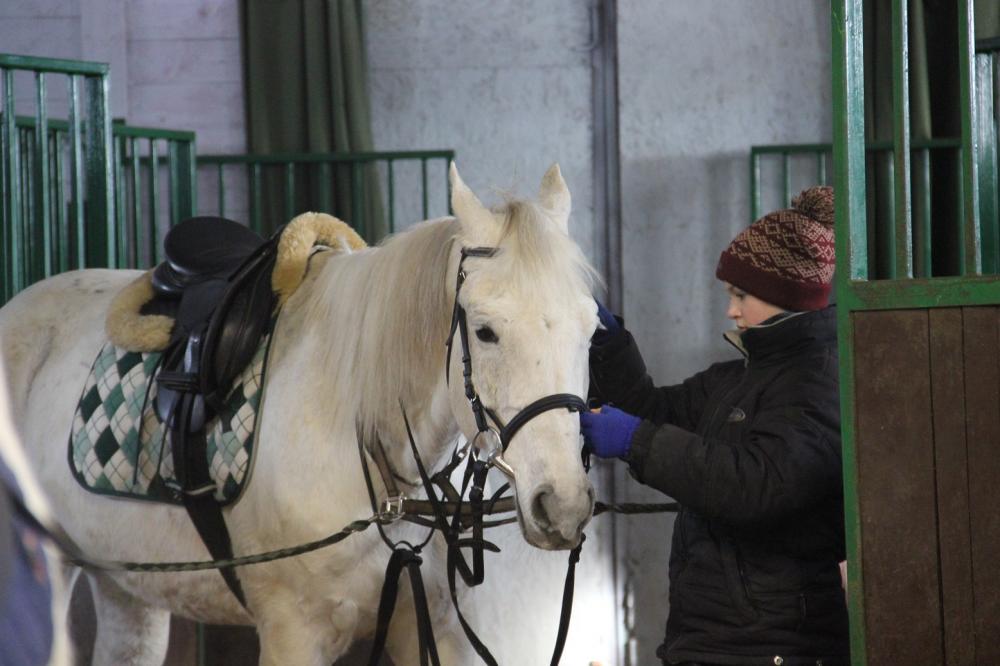 Horses