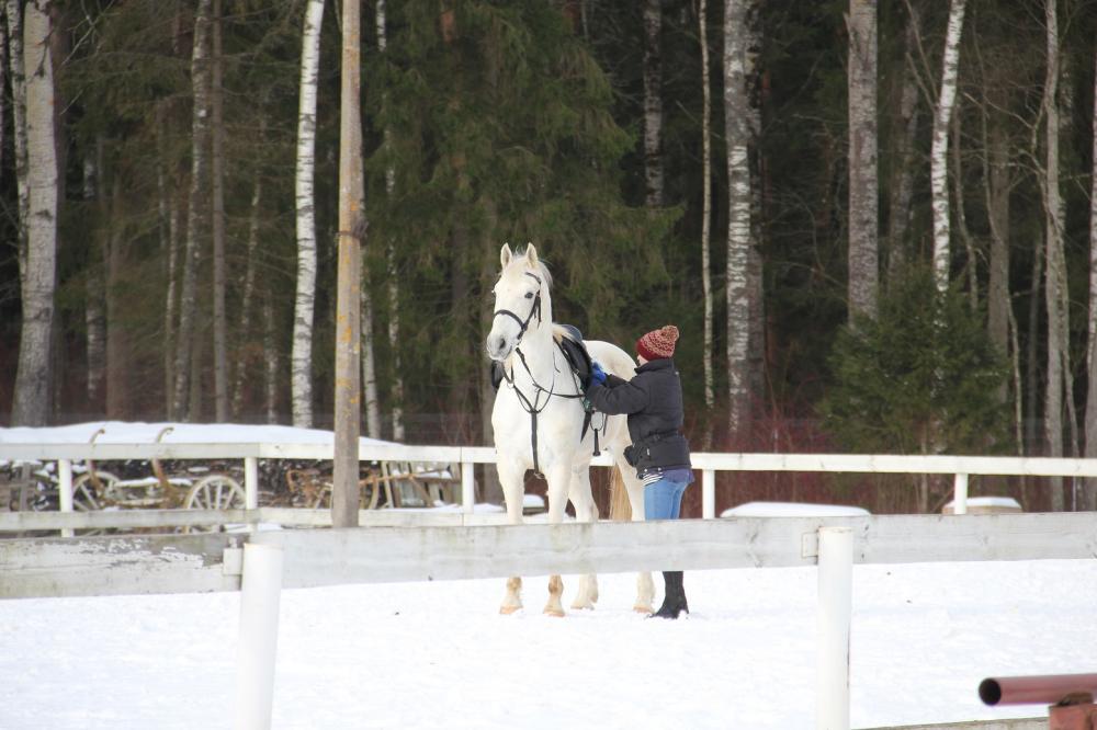 Horses