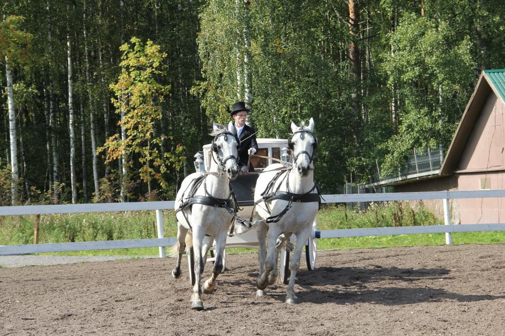 Horses