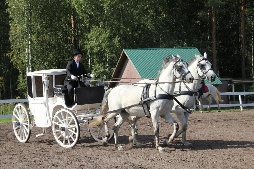 Horses