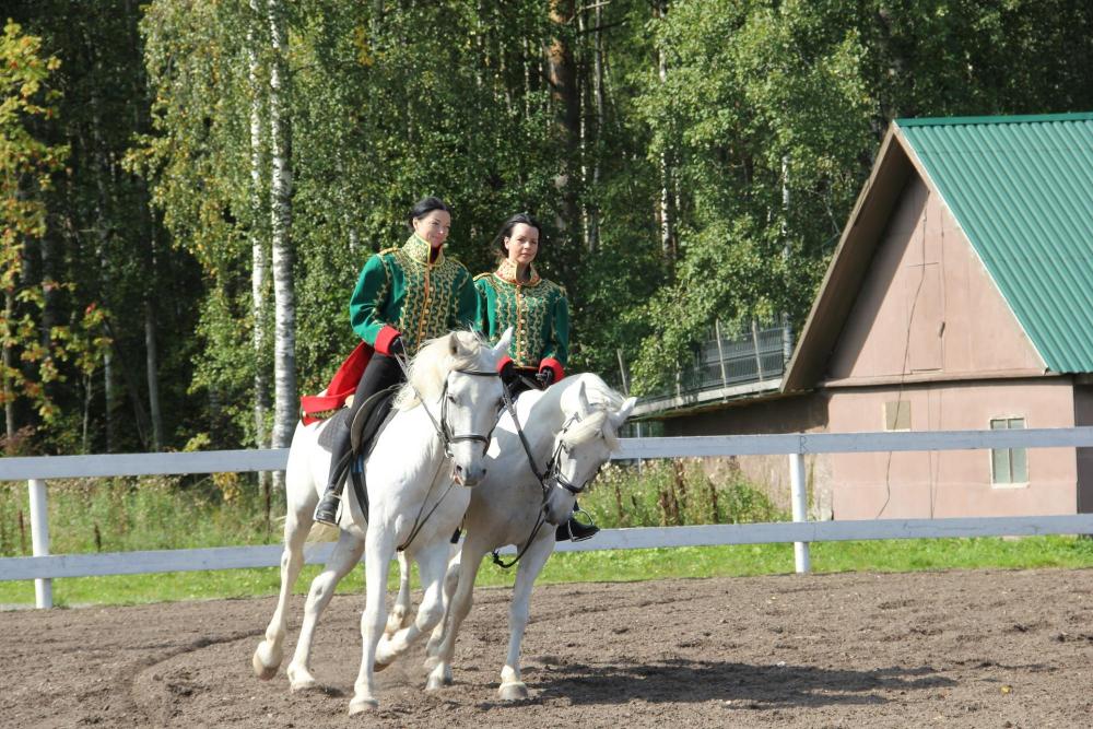 Horses
